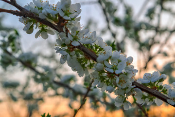 Blooming branches of the apple tree on the background of the sunset sky soft focus.