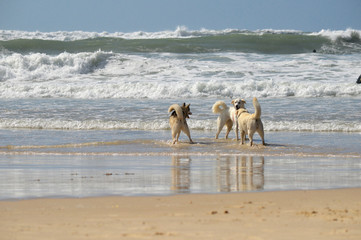 Happy husky dogs and surfers at the Gordon beach. Tel Aviv, Israel