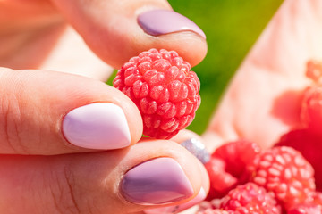 Ripe raspberry in female hand. Harvesting. Close up