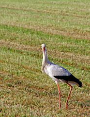 Stork looking at camera on agricultural field in Germany