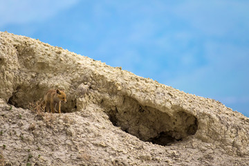 Fox nest. Nature Background