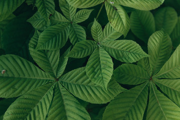 leaf, abstract green texture, nature background Green leaves  background.