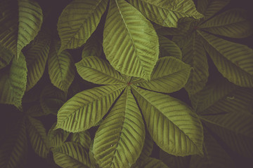 Fototapeta na wymiar leaf, abstract green texture, nature background Green leaves background.