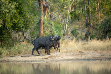 Cape buffalo breeding herds and their associated dagga boys or dominant males. 
