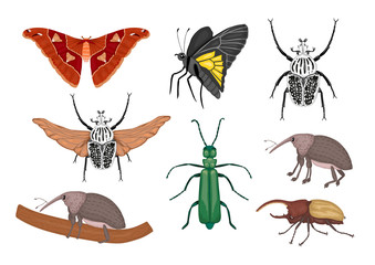 Vector set of tropical insects. Hand drawn colored atlas moth, weevil, butterfly, goliath, Hercules beetle, Spanish fly. Colorful cute collection of tropic bugs.
