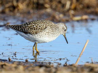 Wood Sandpiper is migratory bird