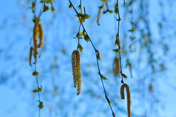 Blooming catkins on the birch. On a warm Sunny day blooming catkins on the birch.. Image for background, greeting card, greeting and project or design.