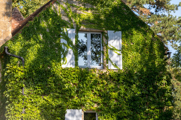 A house window will be covered with ivy