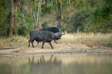 Cape buffalo breeding herds and their associated dagga boys or dominant males. 