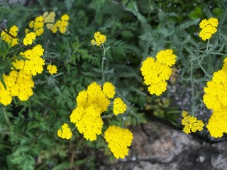 Yellow Flowers