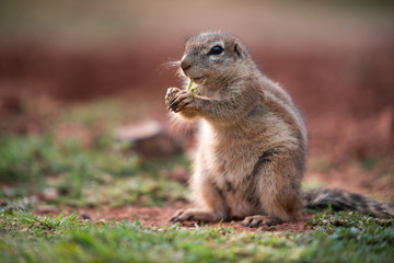 Naklejka na ściany i meble An African Ground Squirrel (Xerus Sciuridae) sitting in an upright position and nibbling on a strand of grass, South Africa