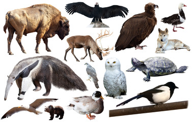 set of north american animals isolated