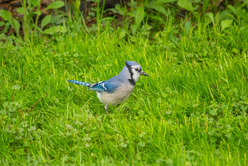 Blue jay sitting in grass