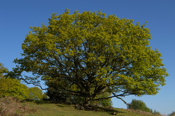 Beacon hill