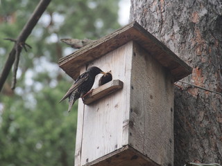 Starling near the birdhouse. Artificial bird's nest.
