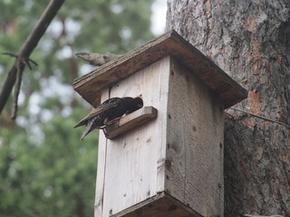 Starling near the birdhouse. Artificial bird's nest.