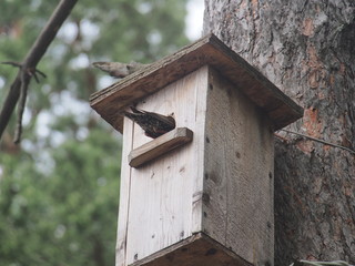 Starling near the birdhouse. Artificial bird's nest.