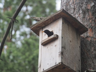 Starling near the birdhouse. Artificial bird's nest.