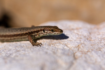 Small lizard on the stones