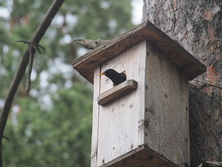 Starling near the birdhouse. Artificial bird's nest.