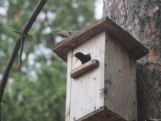 Starling near the birdhouse. Artificial bird's nest.