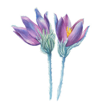 First spring wildflower purple Pulsatilla patens (also known as Eastern pasqueflower, prairie crocus, cutleaf anemone). Hand drawn watercolor painting illustration isolated on white background.