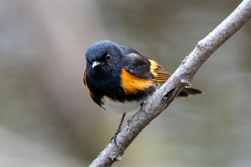 American Redstart adult breeding male perched in a  branch in the forest.