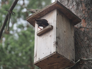 Starling near the birdhouse. Artificial bird's nest.