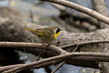 Male Yellow Warbler perched on a branch