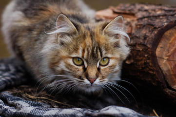 Pet