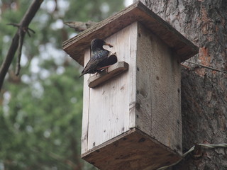 Starling near the birdhouse. Artificial bird's nest.