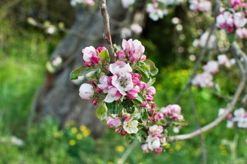 Apple blossom on spring, flowers on branch