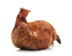 Small brown chicken.