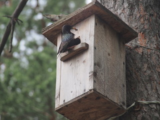 Starling near the birdhouse. Artificial bird's nest.