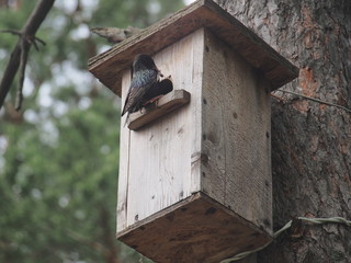 Starling near the birdhouse. Artificial bird's nest.