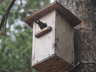 Starling near the birdhouse. Artificial bird's nest.