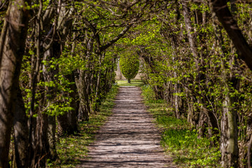 Alley of old trees with path