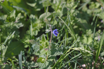 everything blooms in spring