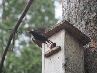 Starling near the birdhouse. Artificial bird's nest.