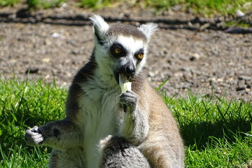 Cute ring-tailed lemur eating at the zoo
