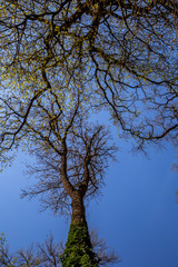 English park with old trees