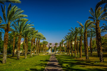 landscaping scenic city square open air green place for walking and promenade with symmetry palm alley way and track between trees, bright colorful summer weather  