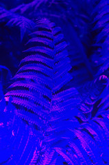 Natural leafs of fern with sunlight. Tropical nature. Closeup