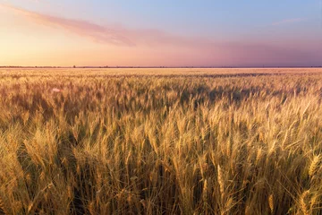 Deurstickers the scorching summer sun / wheat field not long before sunset © ml1413