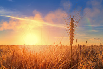 ear of wheat on a background sunset / setting sun field outside the city