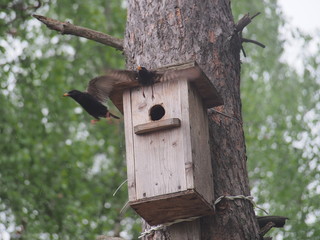 Starling near the birdhouse. Artificial bird's nest.