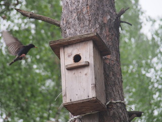 Starling near the birdhouse. Artificial bird's nest.