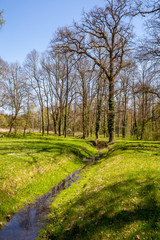 Obraz na płótnie Canvas English park with old trees