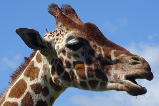 Beautiful giraffe at the zoo