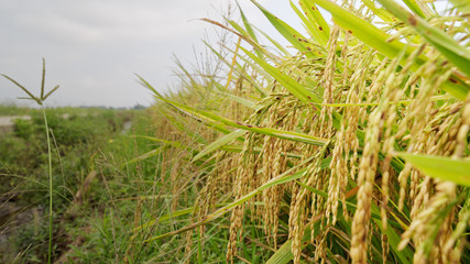 Vietnam champ de riz